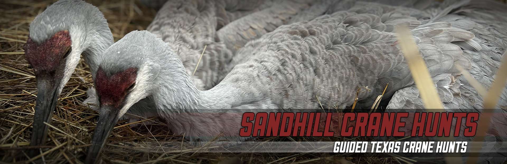 Guided Sandhill Crane Hunts in Texas