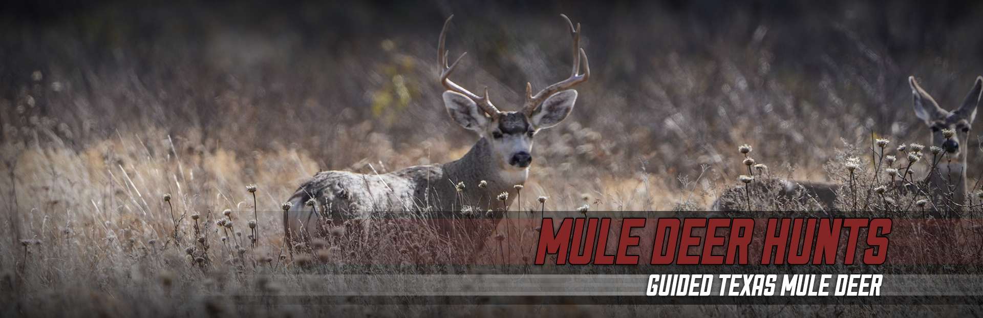 Guided Mule Deer Hunts in Northwest Texas