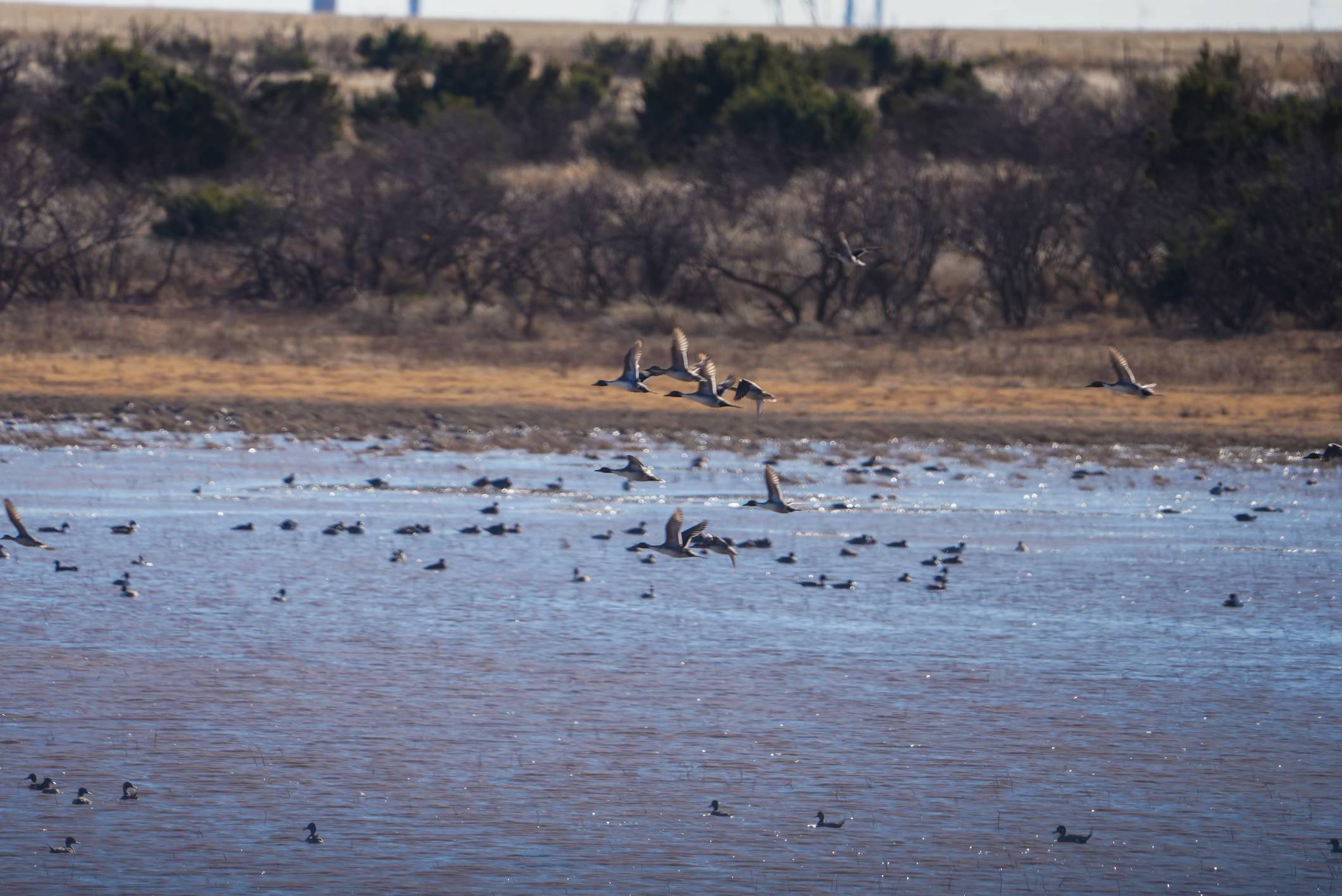 Matador, Texas Sandhill Crane Hunt