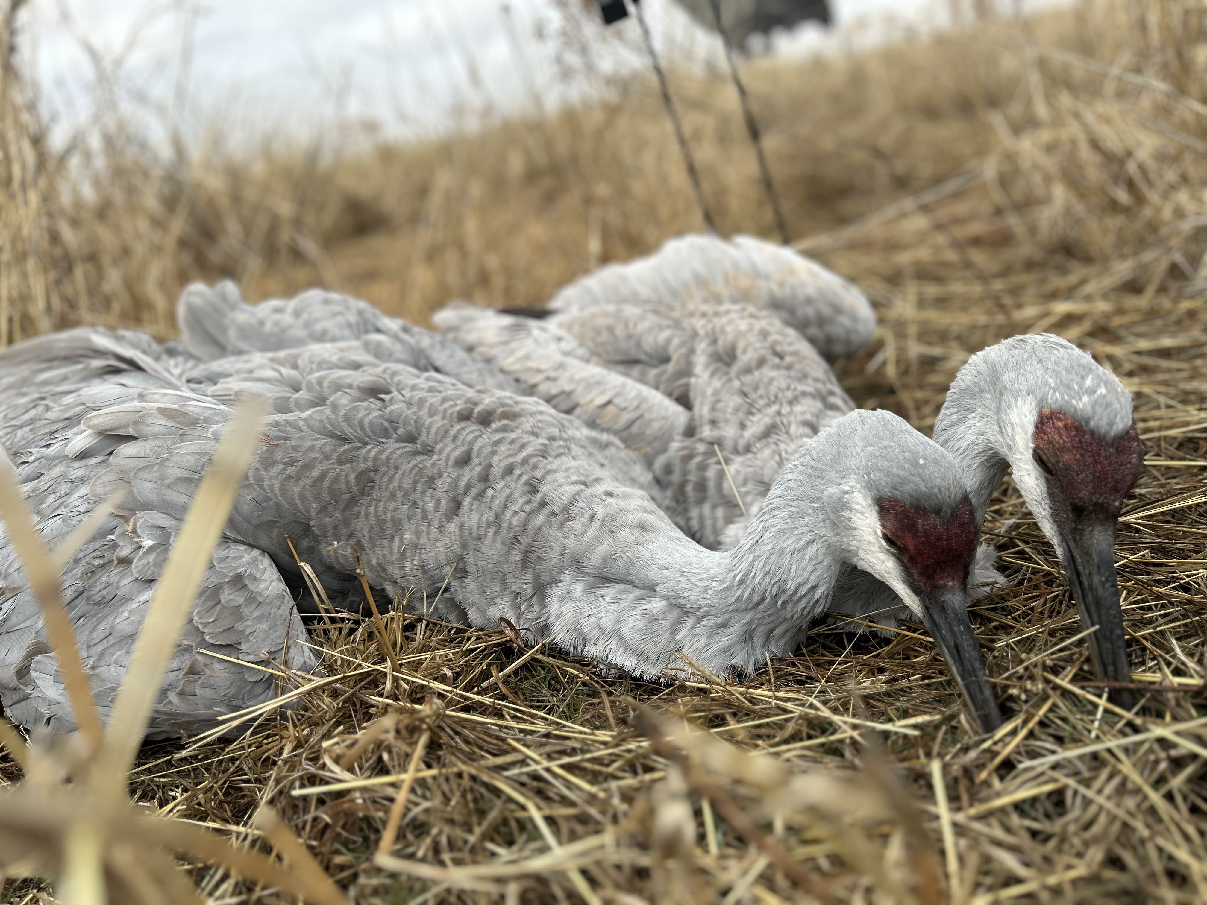 West Texas Crane Hunts