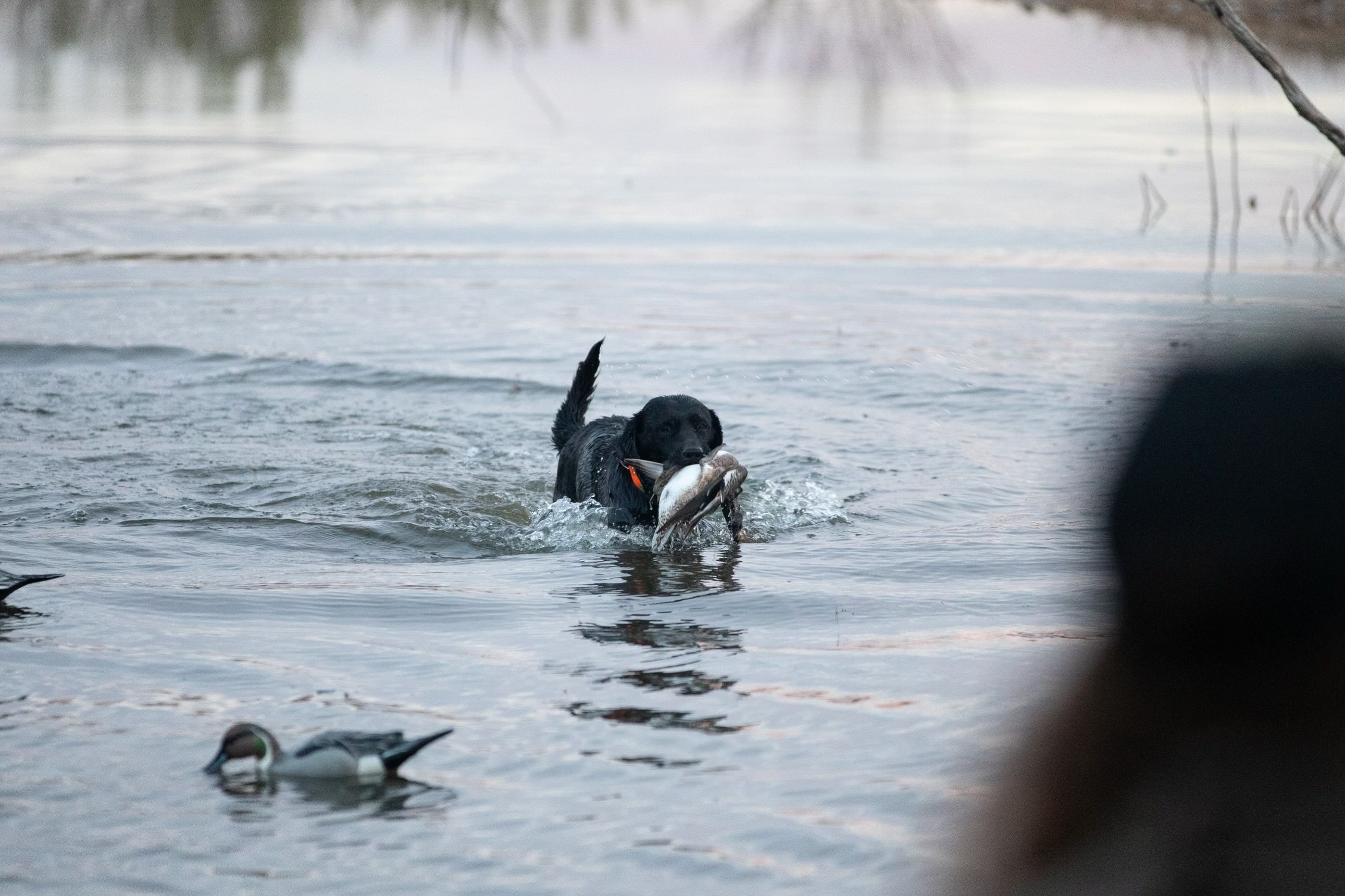 Mixed Bag Hunts in Texas