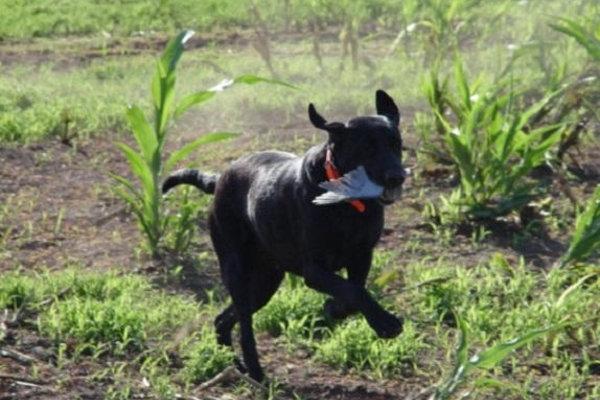 Dove Hunting Dog