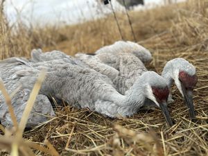 Sandhill Crane Hunts